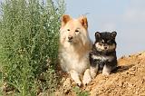 CHIEN FINNOIS DE LAPONIE 362